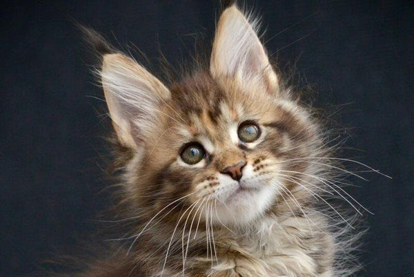 Wild Rose Maine Coon female black tortie tabby live animals