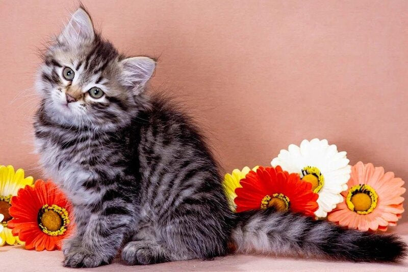 Dastin Siberian male black spotted tabby - live animals