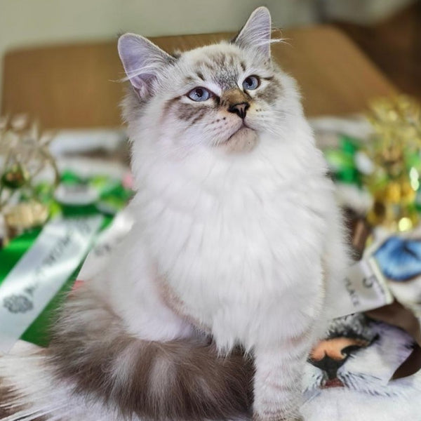 Ostap Siberian male, black with white tabby pointed