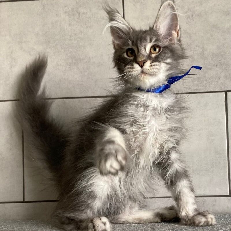 Ussuriysk Maine Coon male, blue silver tabby
