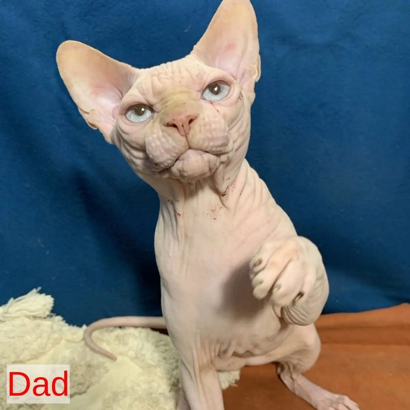 Gosha Canadian Sphynx male, black pointed