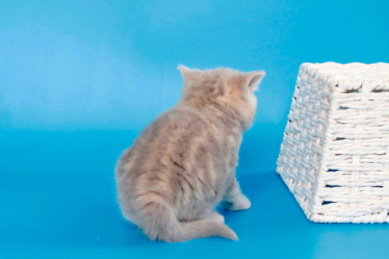 Sapfir British Shorthair male, lilac tabby