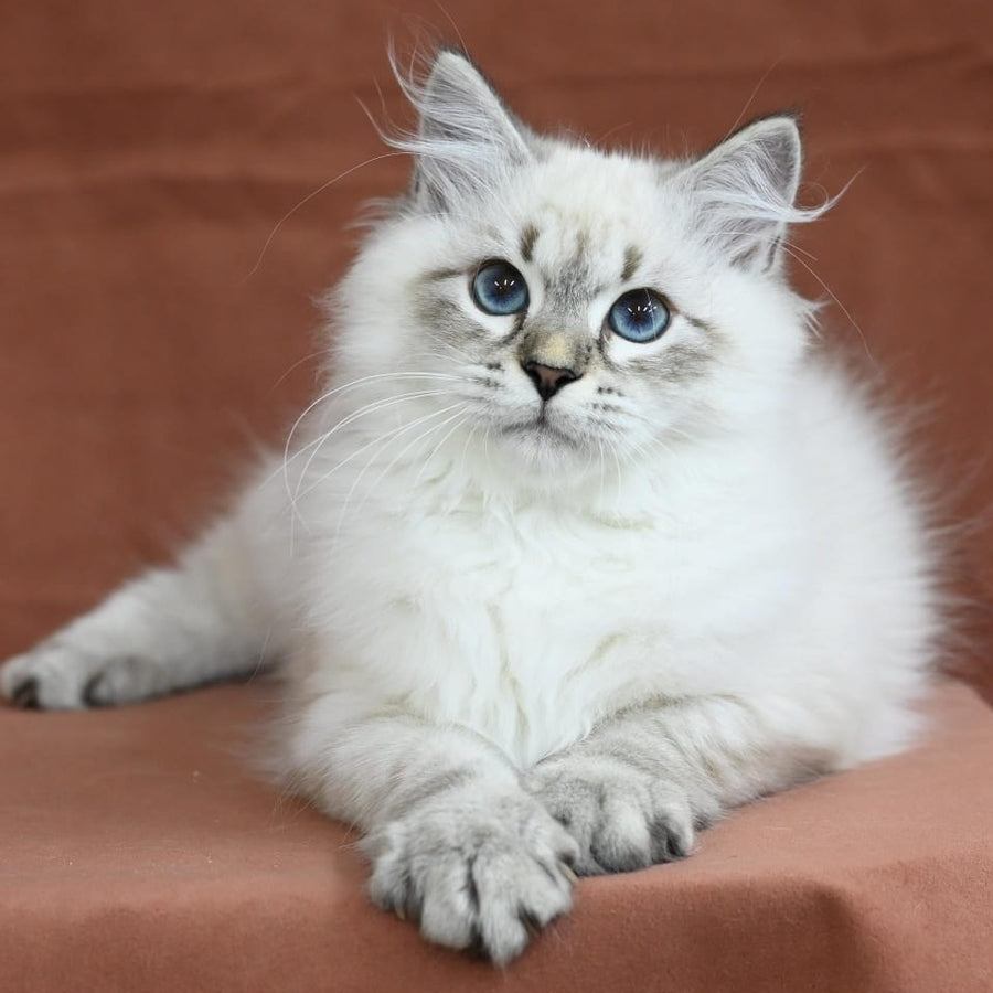 Kim Siberian male, seal tabby pointed
