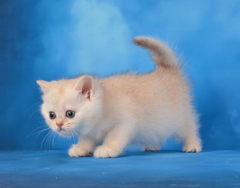 Oliver Scottish Straight male, chocolate silver shaded