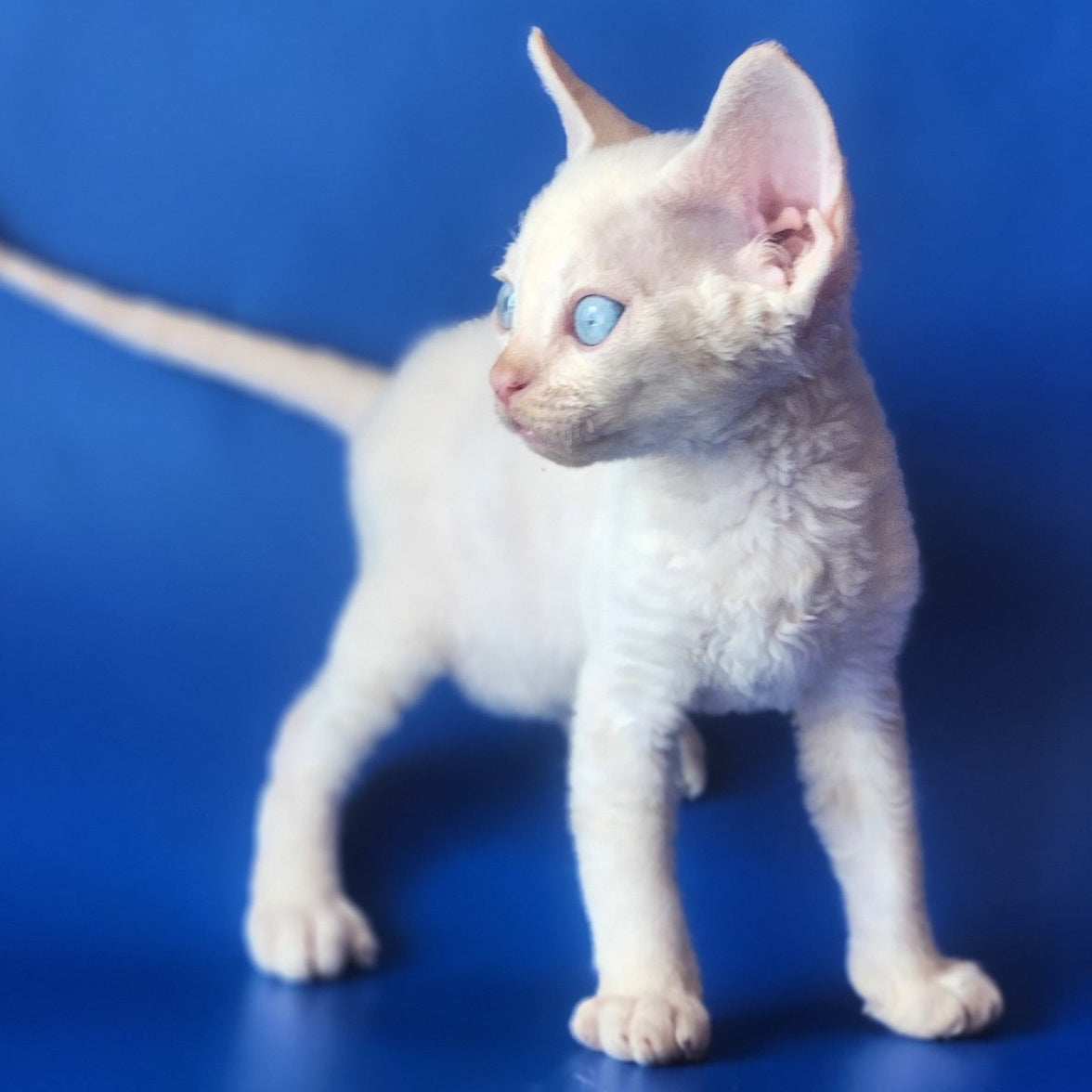 Marat Devon Rex male, chocolate tabby pointed