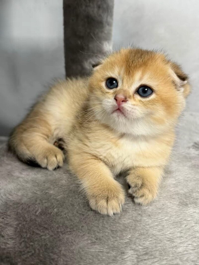Bambi Scottish Fold male, black golden shaded
