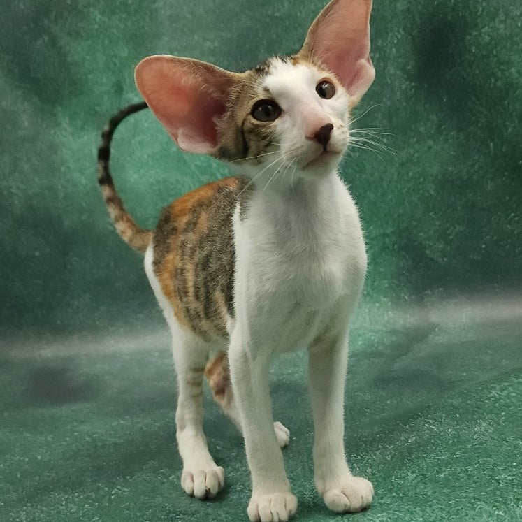 Zеndaya Oriental Shorthair female, black tortie spotted tabby harlequin