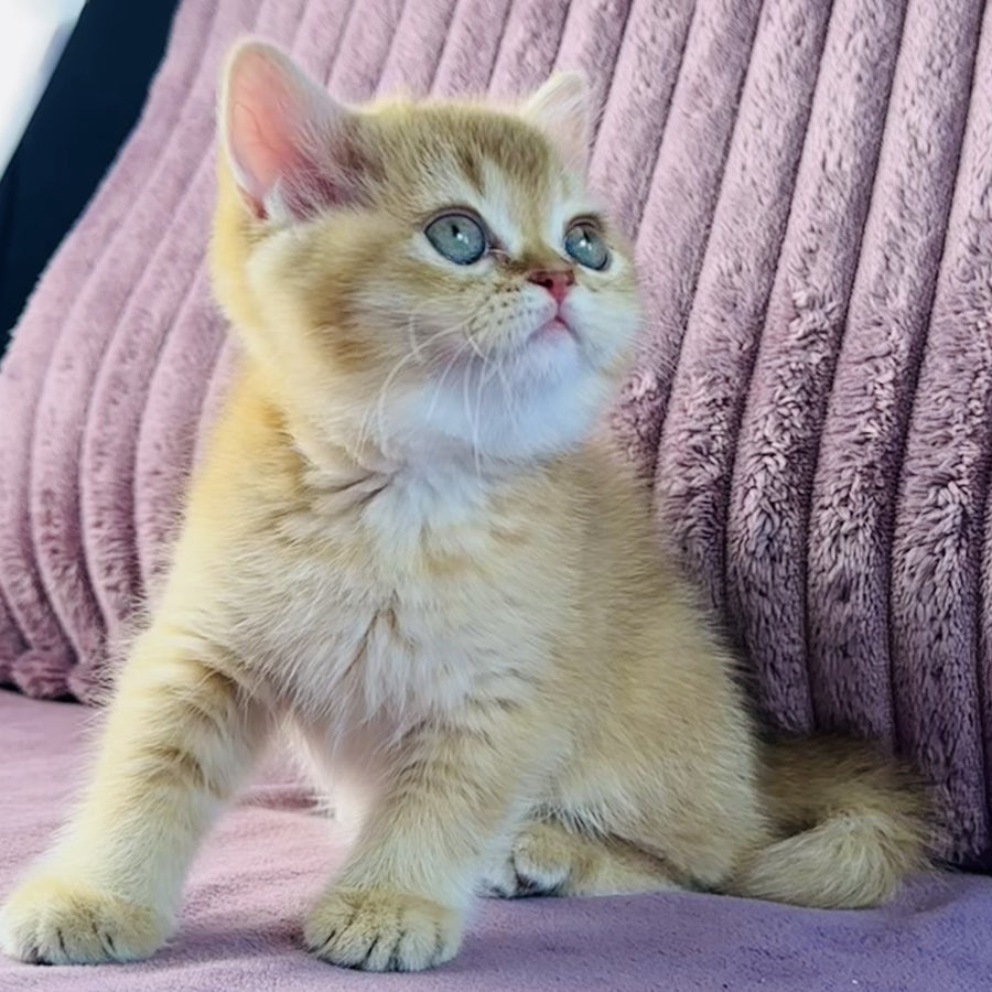 Golden Rose British Shorthair female, cinnamon golden shaded
