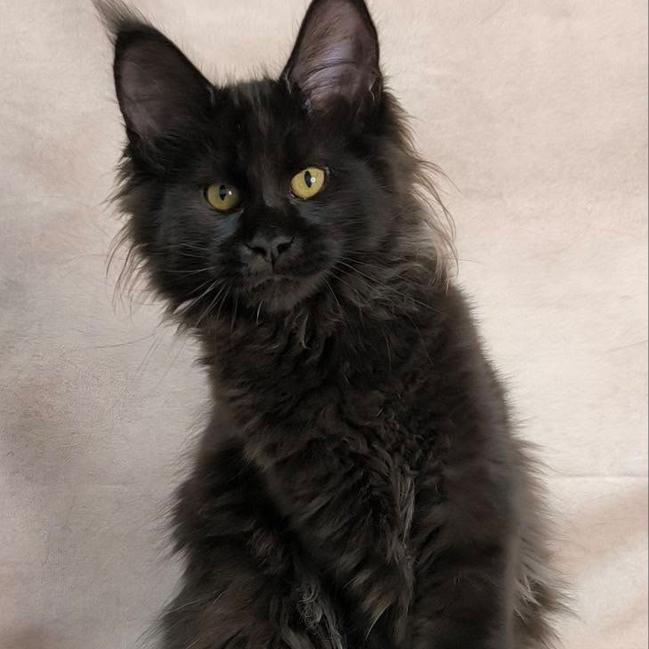 Freya Maine Coon polydactyl female, black