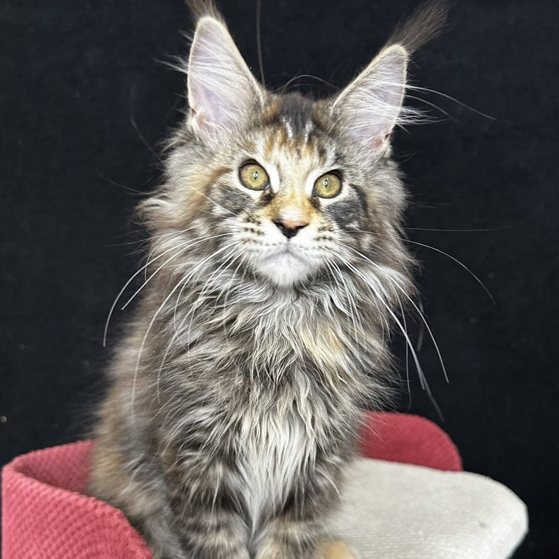 Carmen Maine Coon female, black tortie tabby