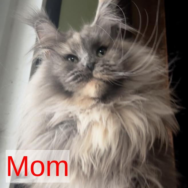 Yarik Maine Coon male, cream