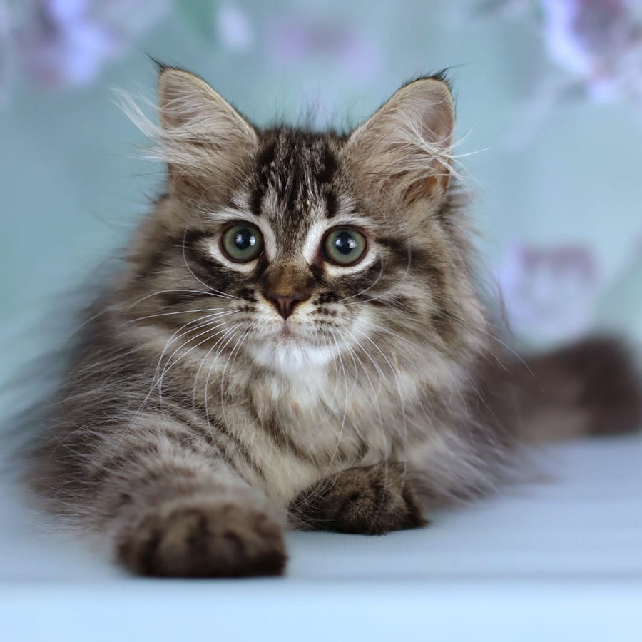 Gemma Siberian female, black spotted tabby