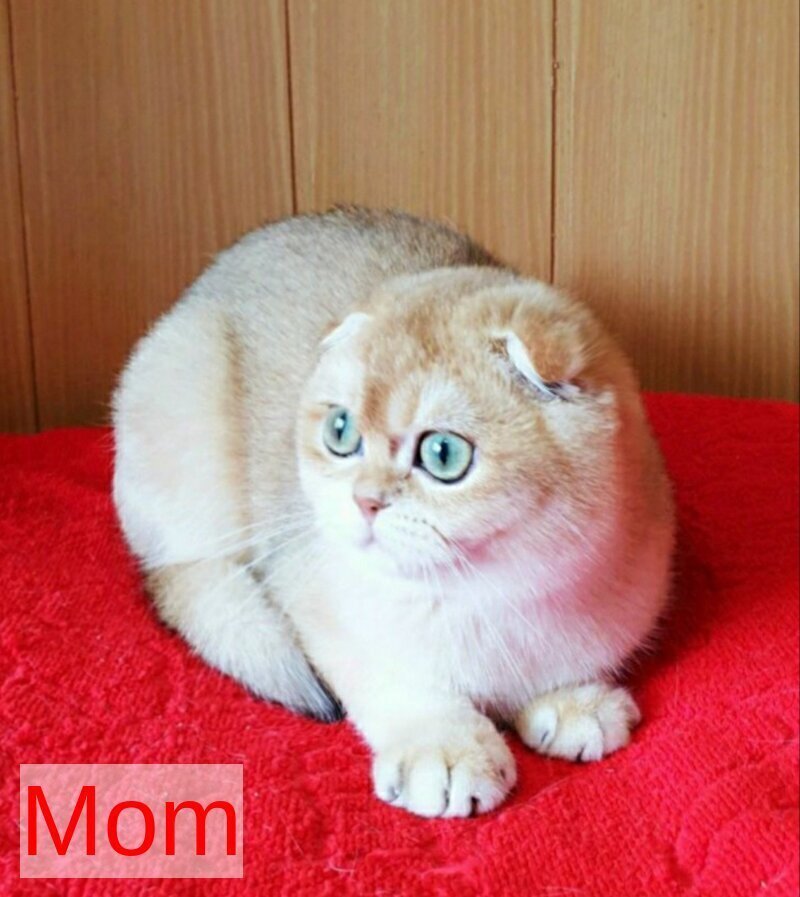 Milena Scottish Fold female black golden shaded - live animals