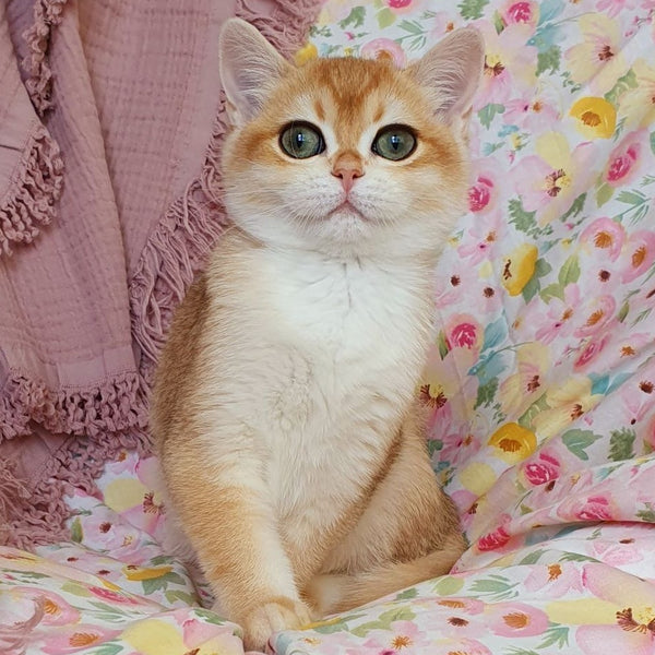 Willow British Shorthair female, black golden chinchilla