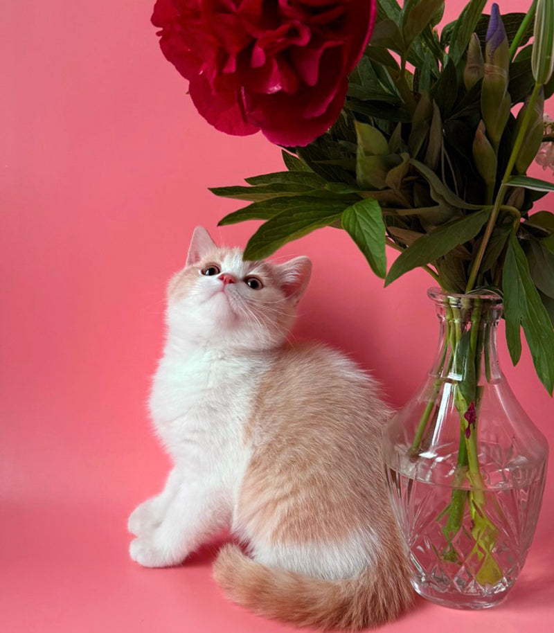 Luigi British Shorthair male, cream bicolour