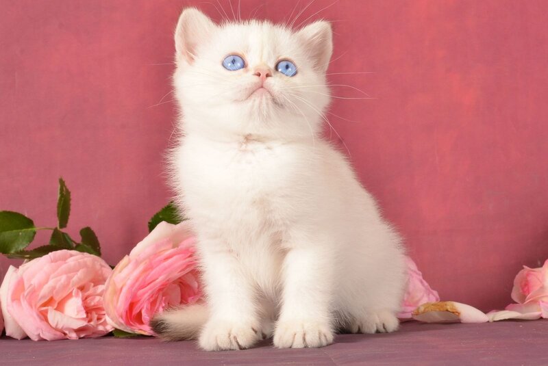 Osana Scottish Straight female, chocolate silver shaded pointed