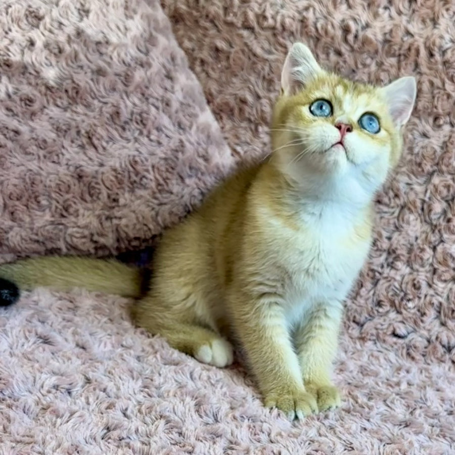Finik British Shorthair male, black golden shaded with white