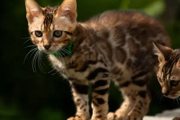 Boss Bengal male, black spotted tabby