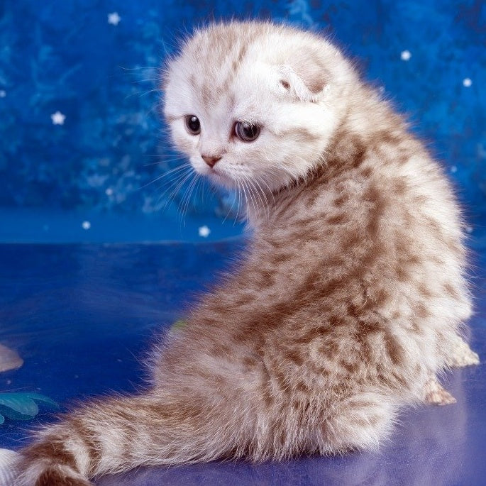 Le Sha Scottish Fold male, black silver spotted tabby