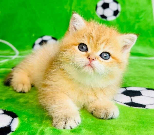 Cosmos British Shorthair male black golden spotted tabby - live animals