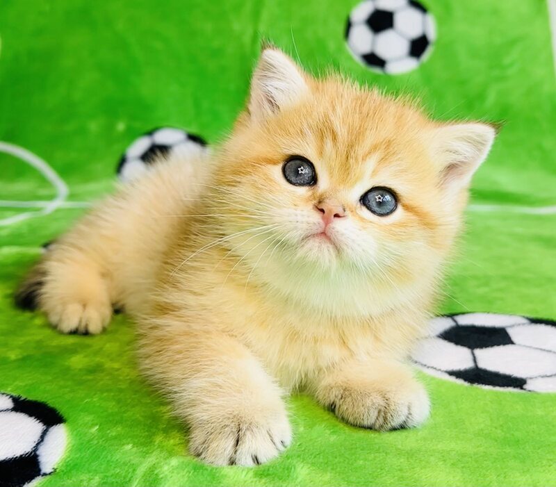 Cosmos British Shorthair male black golden spotted tabby - live animals