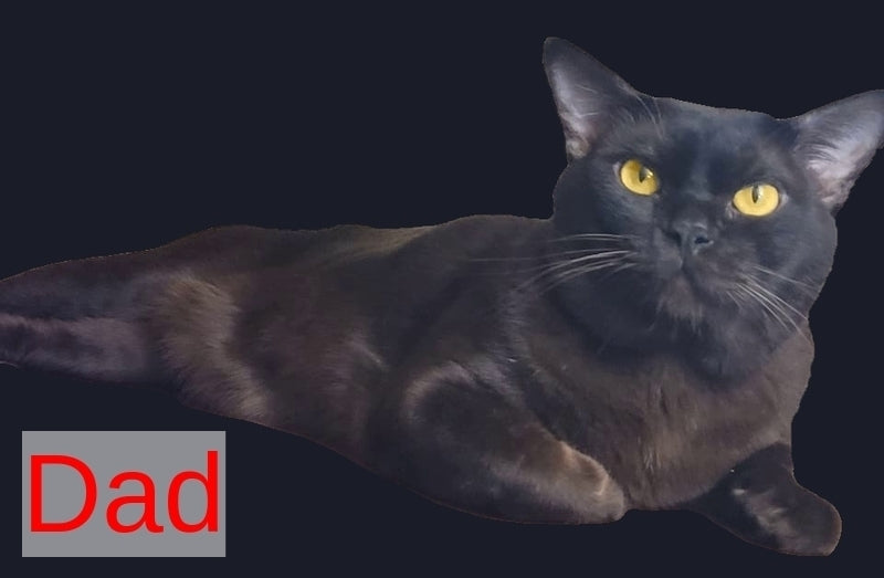 Odysseus Burmese male, black