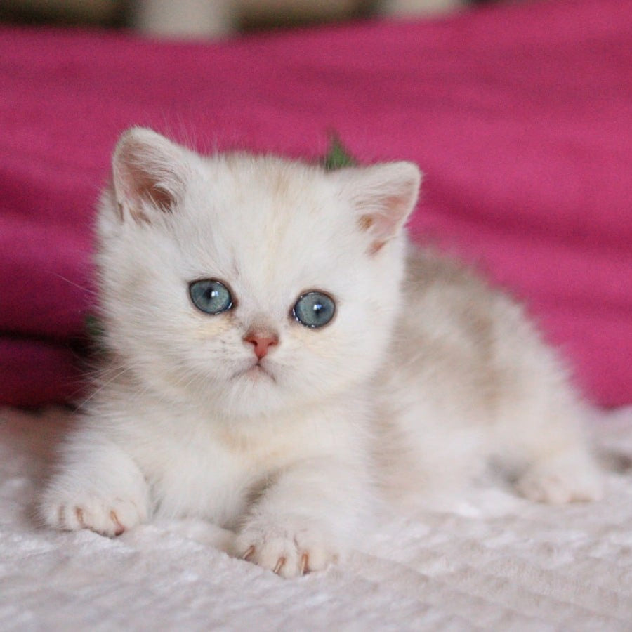 Zucchi Munchkin male, blue silver tabby