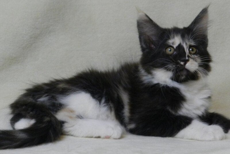 Evie Maine Coon female black tortie bicolour live animals