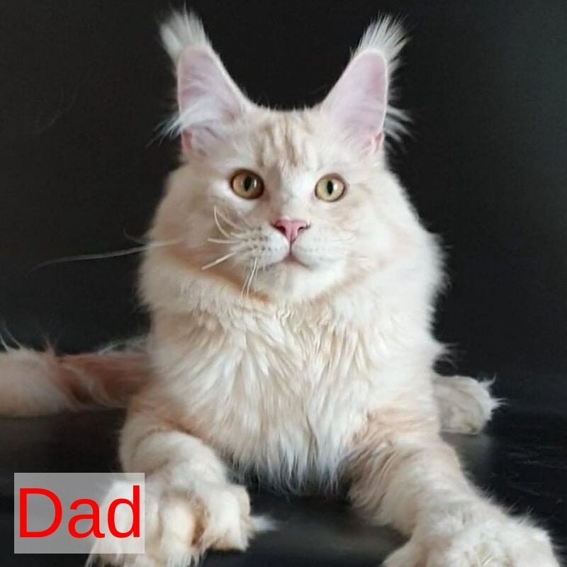 Rafaela Maine Coon polydactyl 6x6x6x6 female, black tortie tabby