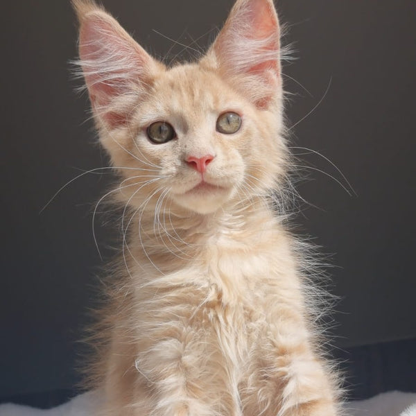 Paul Maine Coon male, cream