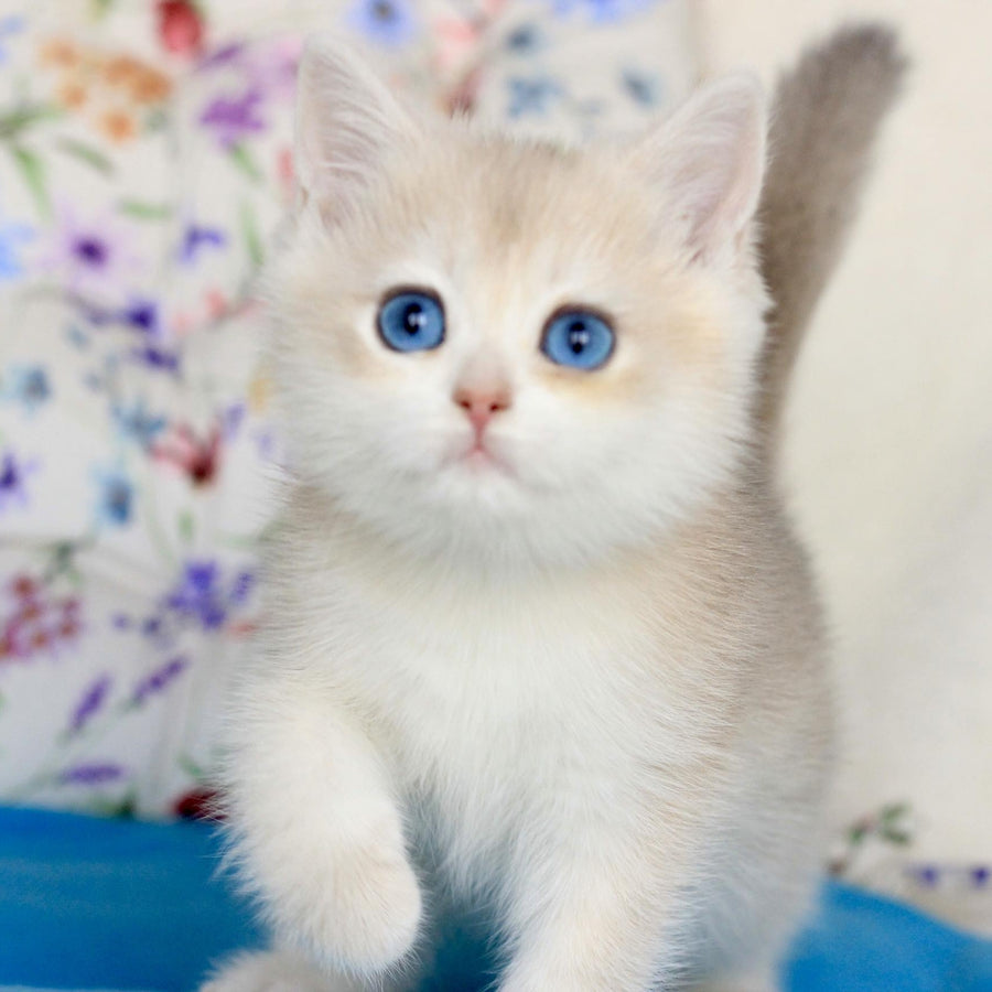 Xena British Shorthair female, blue golden chinchilla