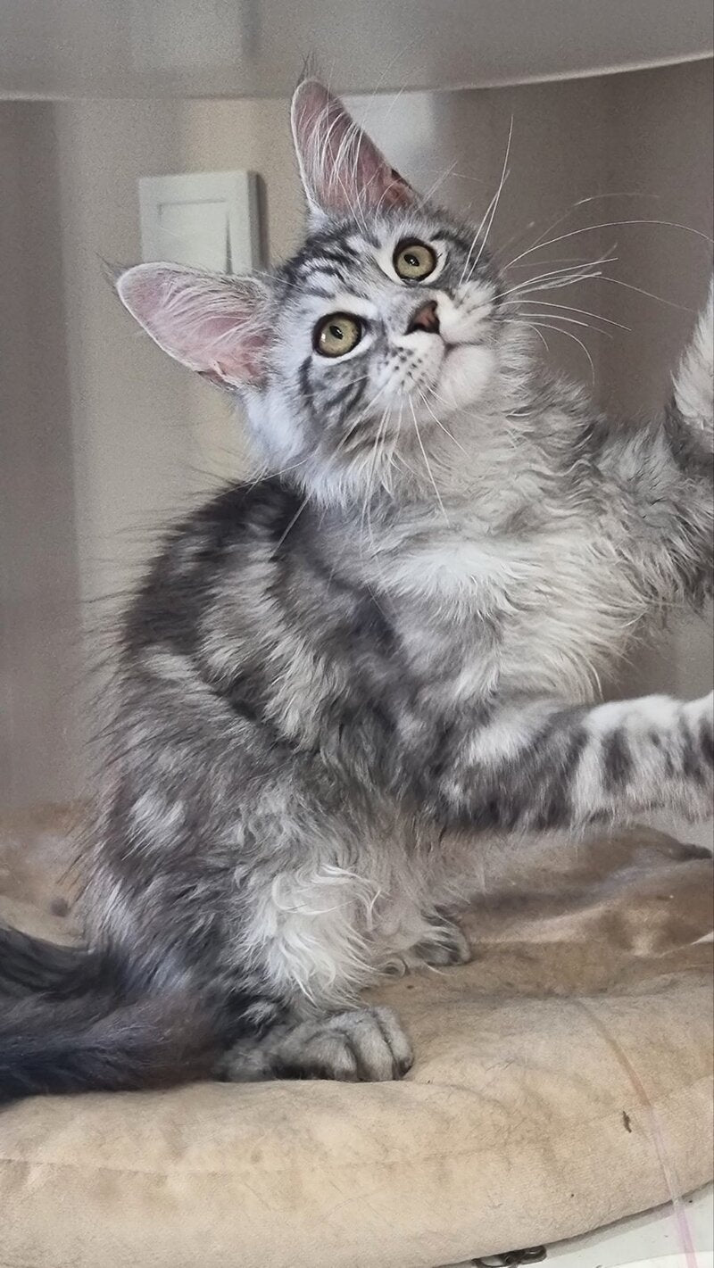 Clinta Maine Coon female black silver tabby - live animals