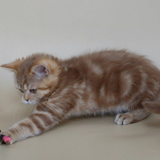 Tasha Scottish Straight male, cinnamon tabby