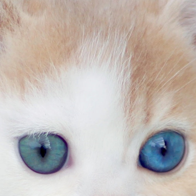 Charlis British Shorthair male, blue golden shaded
