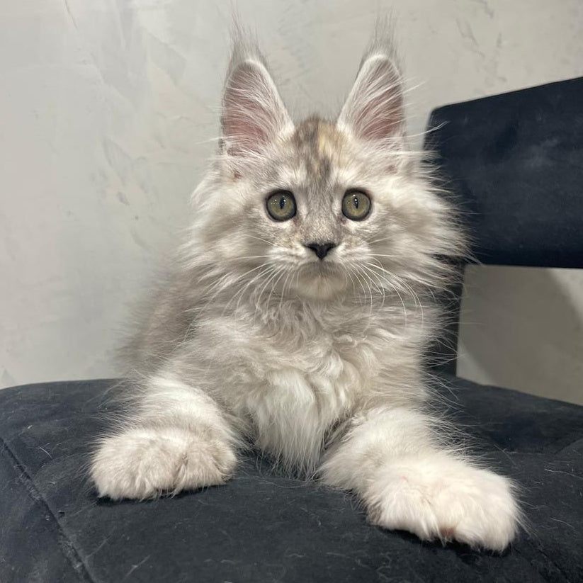 Tuffy Maine Coon polydactyl 5x6x6x6 female, black tortie silver