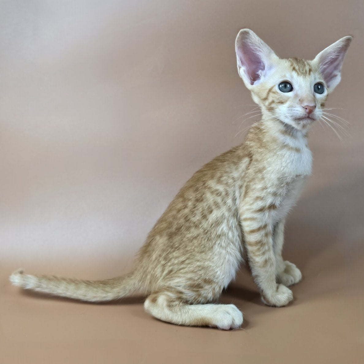 Kovu Oriental Shorthair male, red spotted tabby