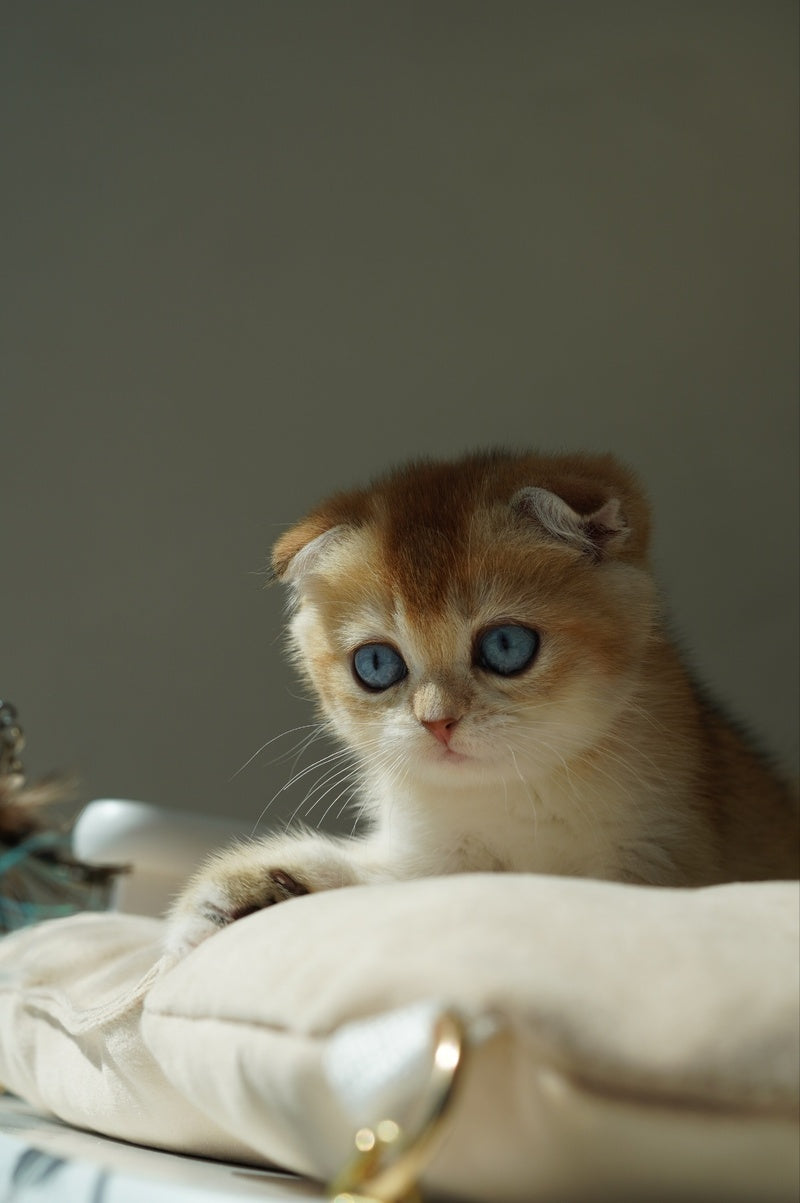 Queenie Scottish Fold female, black golden shaded with white
