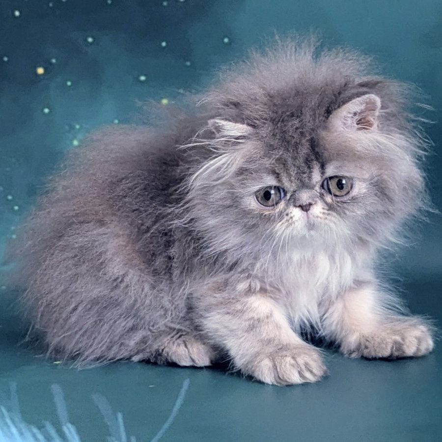 Patricia Persian female, blue tortie