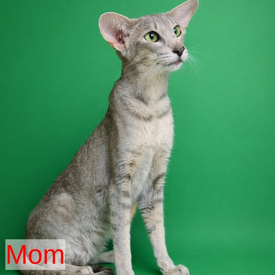 Marzipan Oriental Shorthair male, chocolate bicolour