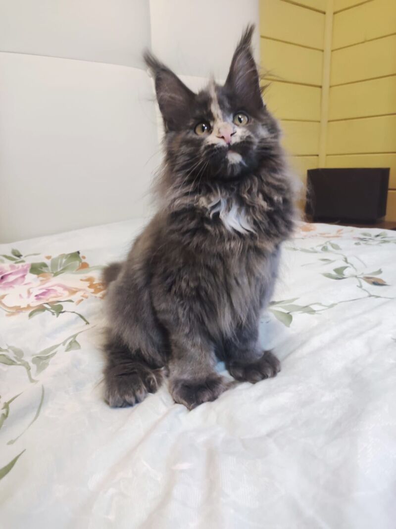 Enigma Maine Coon polydactyl female, blue tortie with white