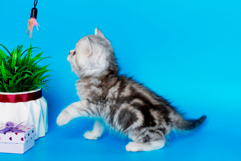 Nike British Shorthair male, black silver tabby