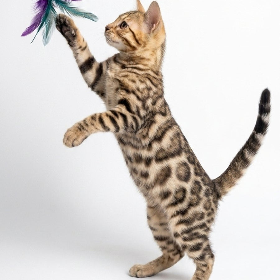 Wendy Bengal female, black spotted tabby