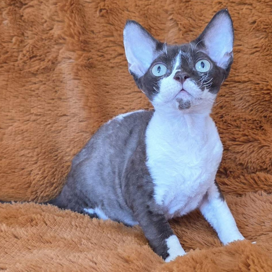 Uylis Devon Rex male, chocolate bicolour