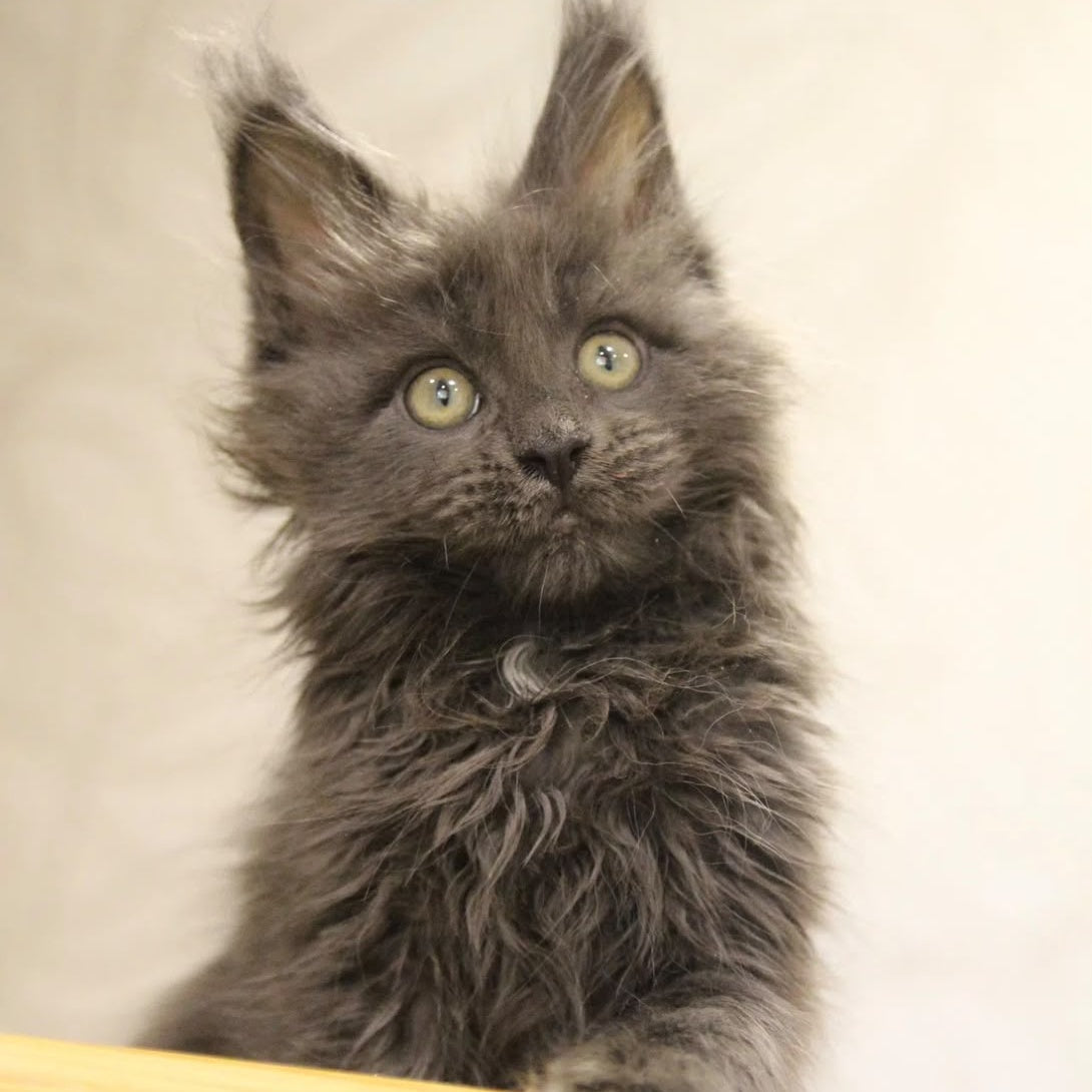 Randy Maine Coon male, blue with white
