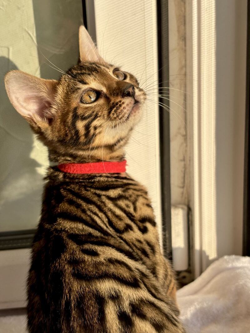 Lily Bengal female black spotted tabby - live animals