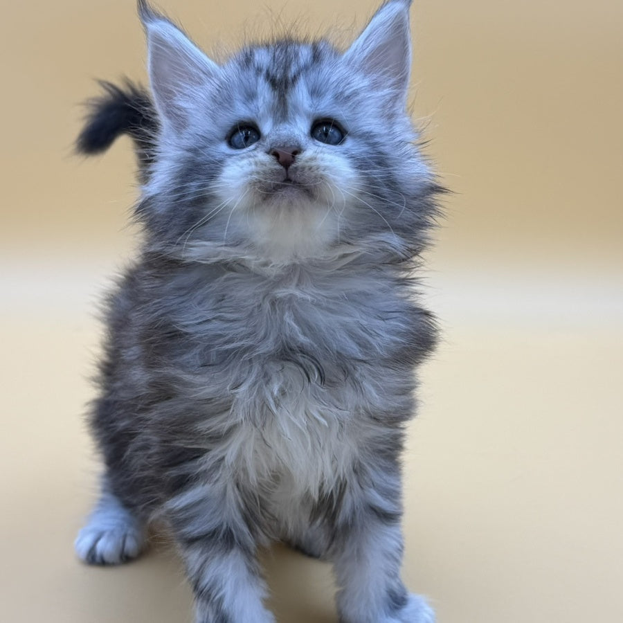 Hilton Maine Coon male, black silver tabby