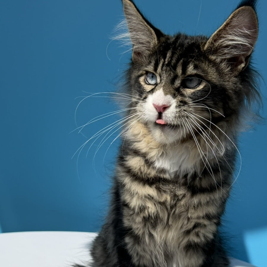 Kira’s Maine Coon polydactyl 6x6x6x6 male, black spotted tabby bicolour