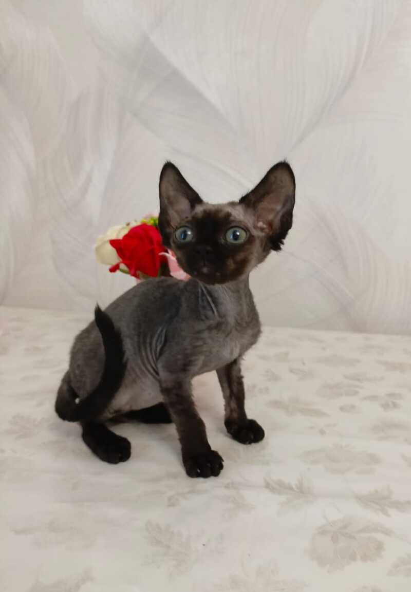 Jinnah Devon Rex female, black