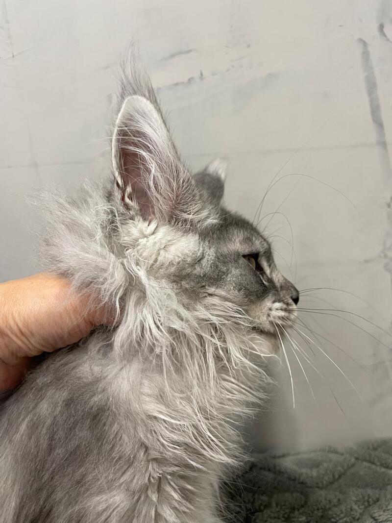 Dankos Maine Coon polydactyl male, black silver ticked tabby