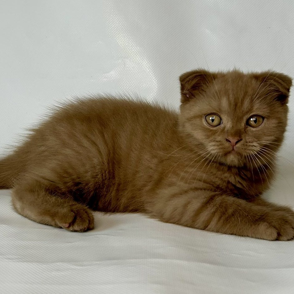 Lim Scottish Fold male, cinnamon